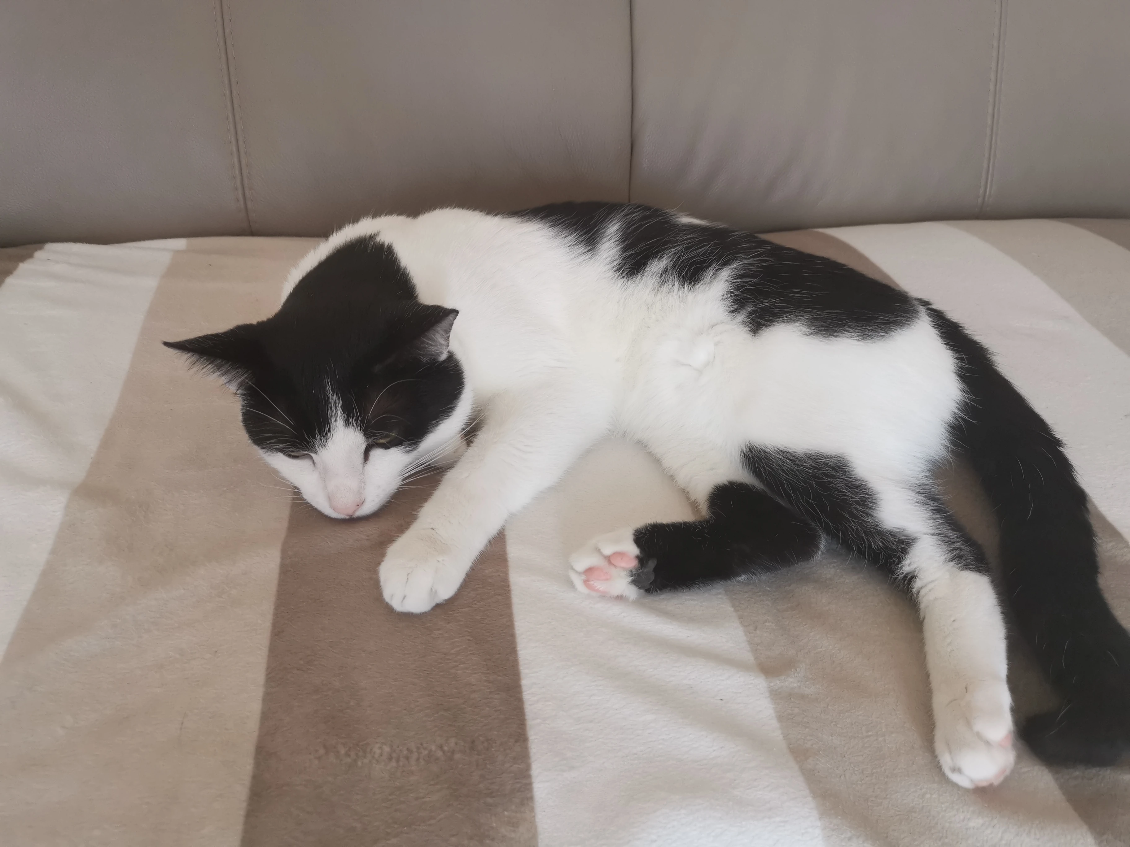 *Throws cat picture at you and runs away* Fandom