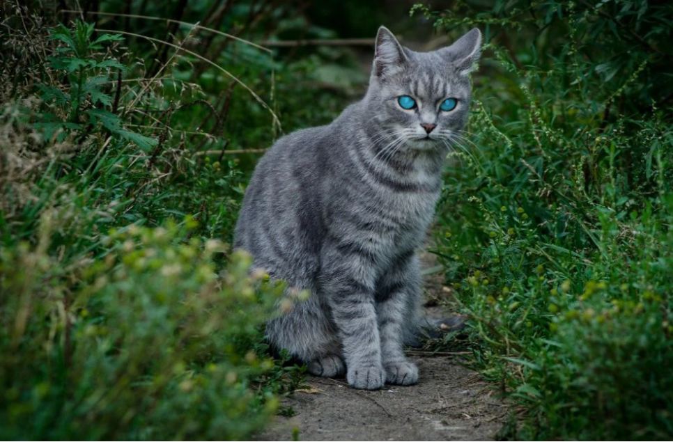 Коты воители в реальности фото