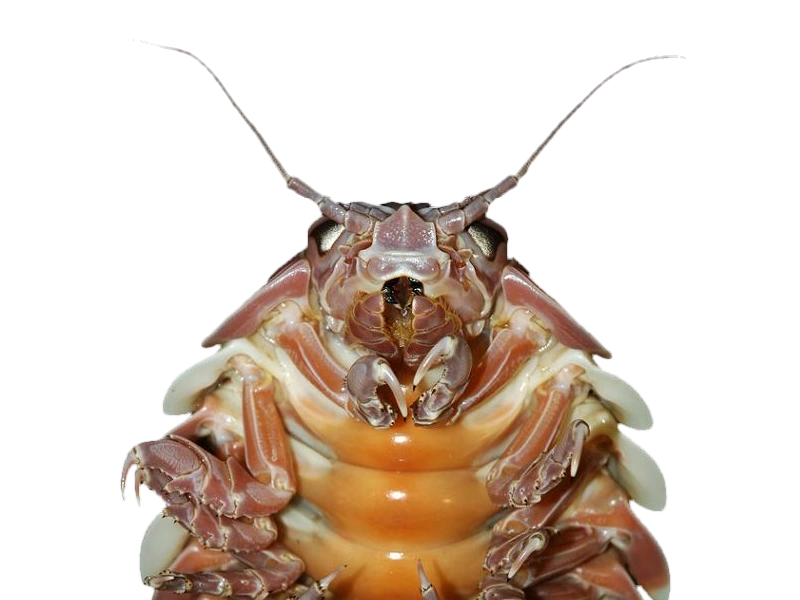 "I found this disgusting thing in my room...can someone kill it for me