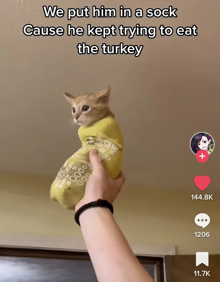 *eats the cat memes*(This is officially a cat meme thread) Fandom