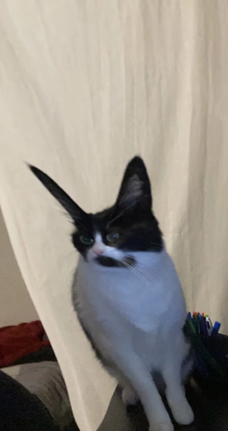Cat crack fandom