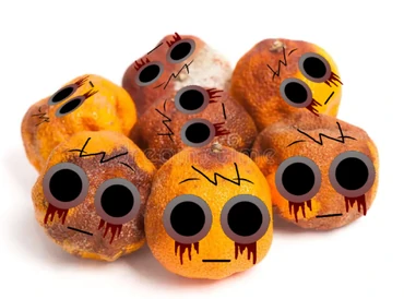 Would you rather eat fresh or rotten? | Fandom