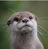Otterly Amazing's avatar