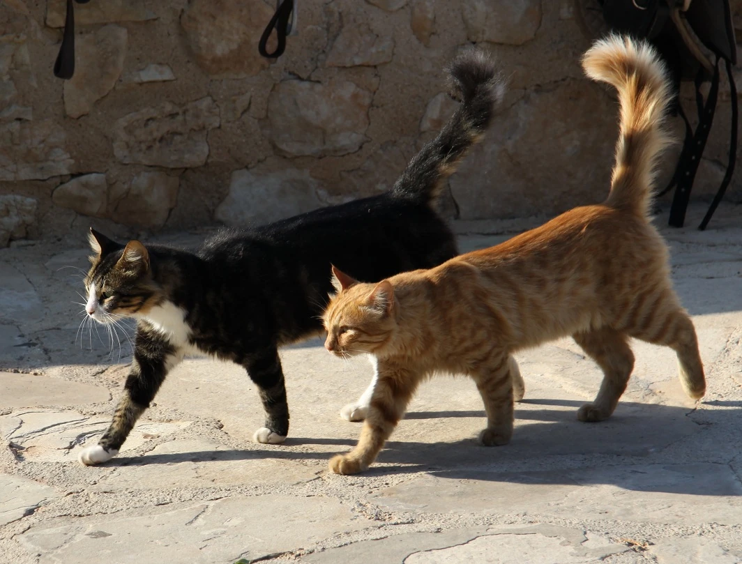 c3f46f31-050e-489e-a678-75c1de2a561d