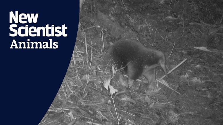 First footage of rare echidna species named after broadcaster David Attenborough