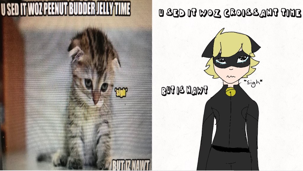 Cat Memes X Chat Noir Memes Fandom