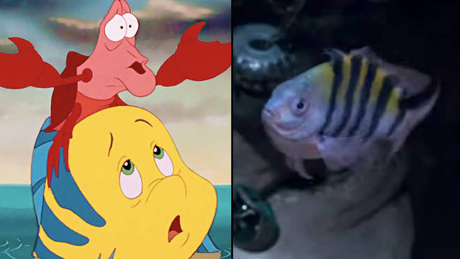 No What Did They Do To Flounder And Sebastian Fandom 