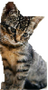 KittyKooteDevotee's avatar