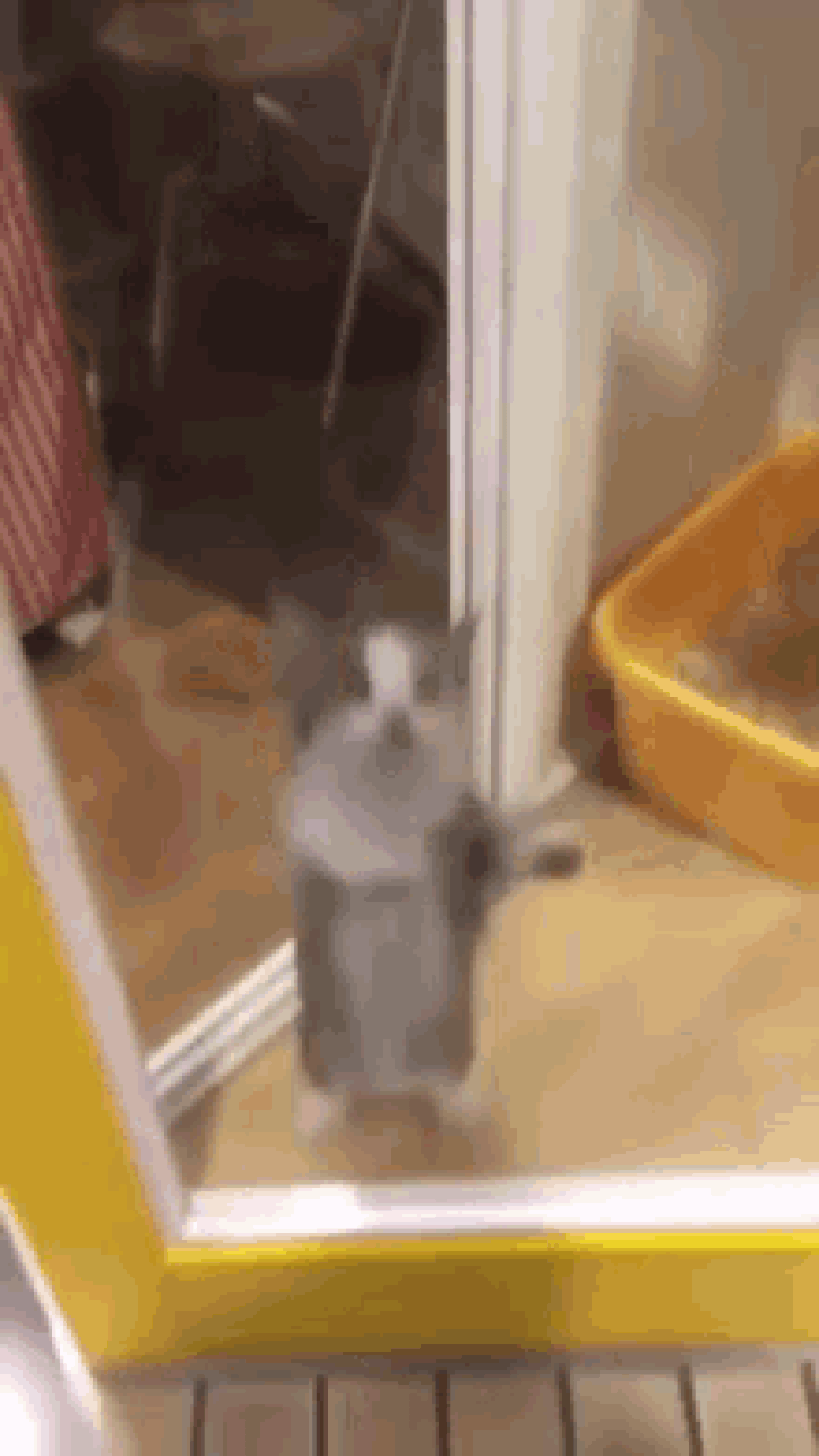 Happy happy happy котик мем