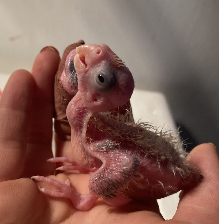 Baby Nails: They Grow so Fast!