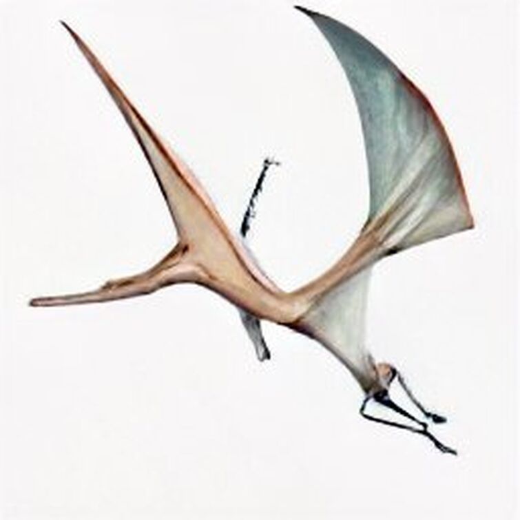 pterodactyloidea – Nix Illustration