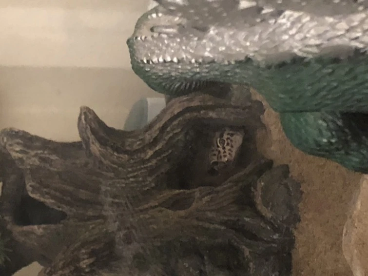 Lizard meets the thing from the tv | Fandom