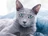 GrayRussianBlue's avatar