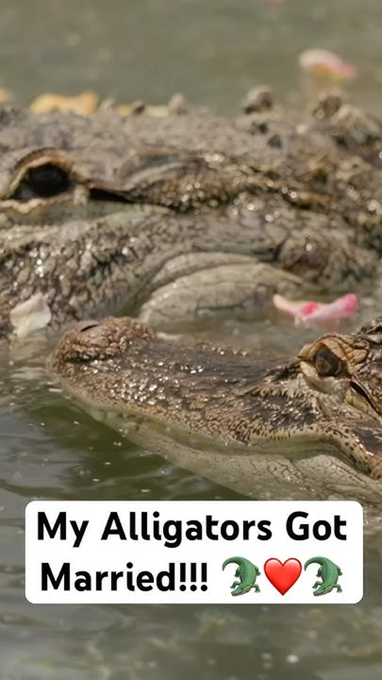 My Alligators Got Married!!! 🐊❤️🐊 (1 Year Anniversary)#shorts #alligator