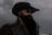 Blackbeard069's avatar