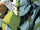 Unidentified 442nd Siege Battalion clone trooper officer