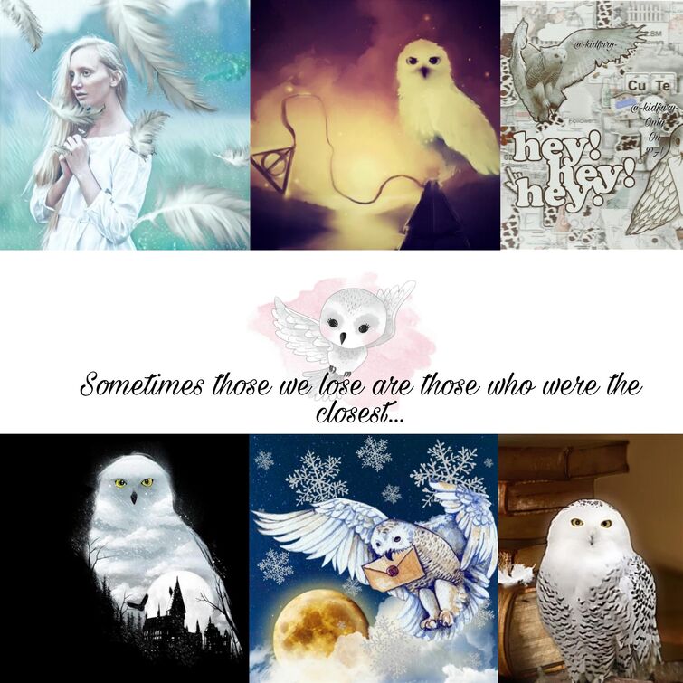 Fandom Image