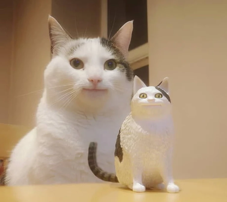Cat sed