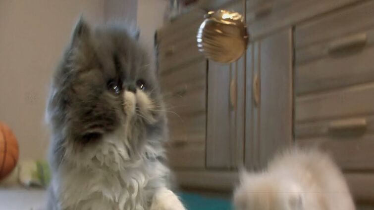 Harry Potter: Wizards Unite | Curious Kittens Play with Golden Snitches