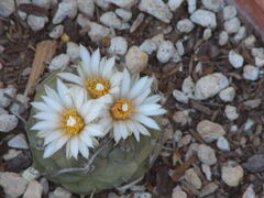 Turbinicarpus schmiedickeanus v. schwarzii 000.0