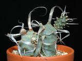 Tephrocactus articulatus var. papyracanthus