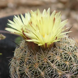 Cactus Wiki | Fandom