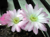 Acanthocalycium spiniflorum1PCJO