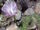 Echinopsis oxygona flowering.jpg