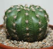 Echinopsis oxygona