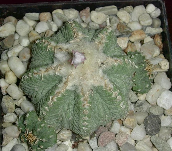 Aztekium ritteri Cactus Wiki Fandom