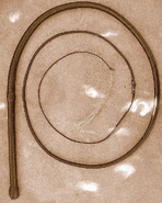 Example of a real-life bullwhip.