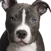 AmericanPitbullTerrier