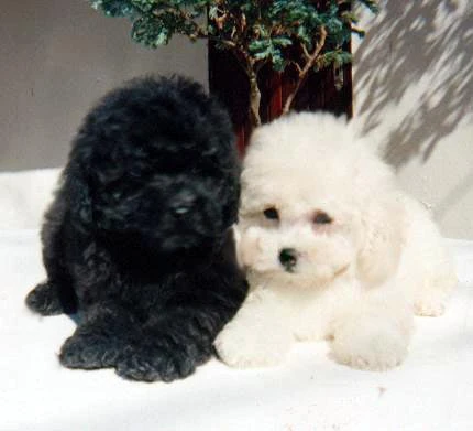 Poodle Toy Dogs Wiki Fandom