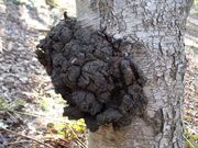 Chaga conk growing on a tree