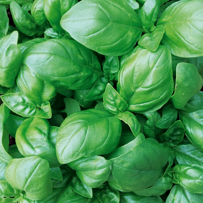 14 Thermidor | Wiki Calendrier républicain | Fandom 14 Thermidor | Wiki Calendrier républicain | Fandom