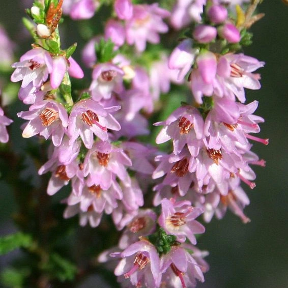 22 Frimaire Wiki Calendrier républicain Fandom