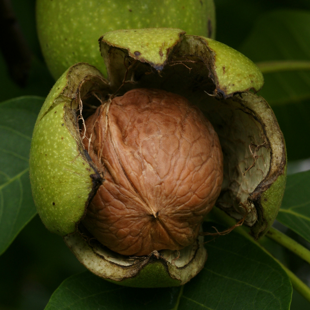 Fruit à coque — Wikipédia