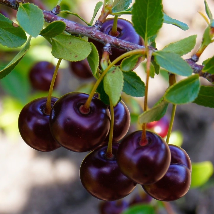 19 Messidor Wiki Calendrier républicain Fandom