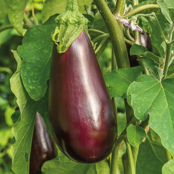 26 Vendémiaire Wiki Calendrier républicain Fandom