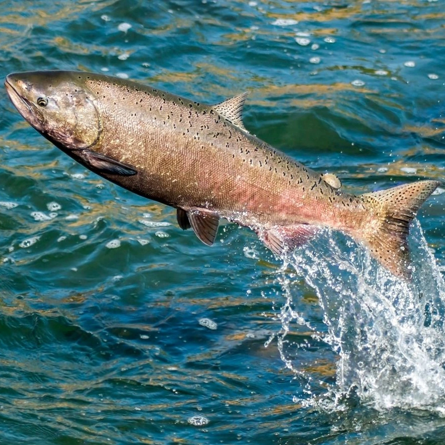 5 Fructidor Wiki Calendrier républicain Fandom