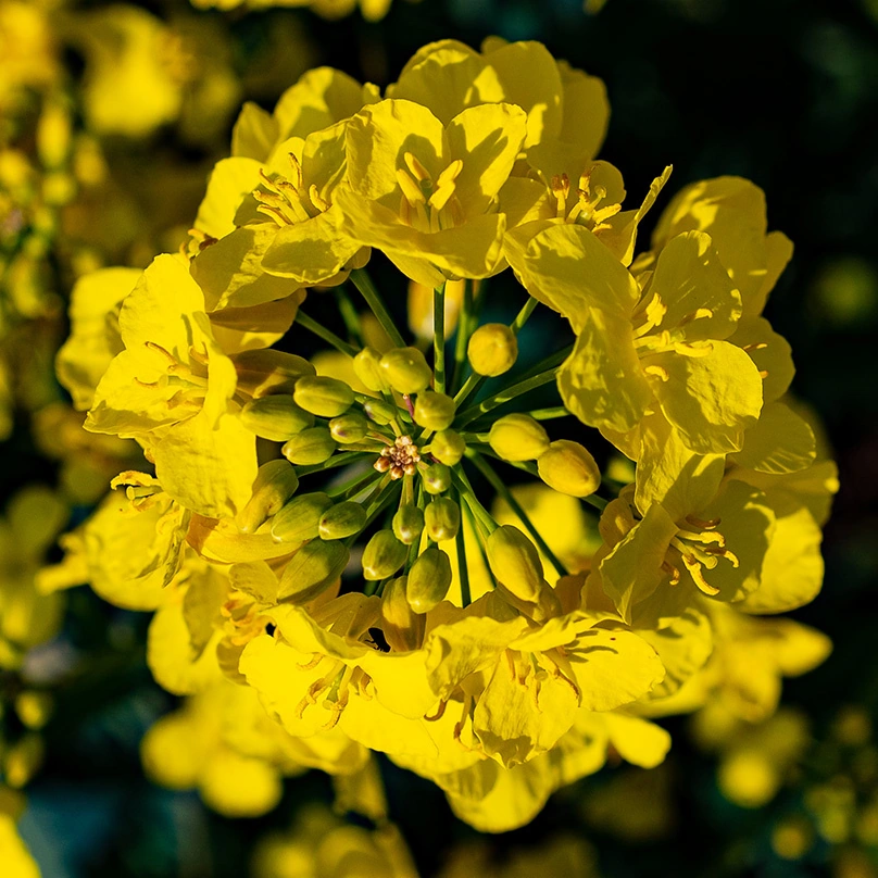 27 Thermidor | Wiki Calendrier républicain | Fandom 27 Thermidor | Wiki Calendrier républicain | Fandom