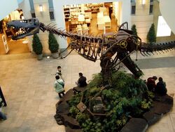 Albertosaurus.jpg