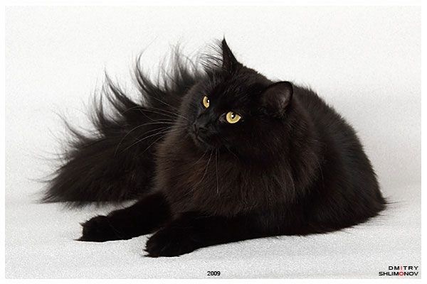 Сибирский котёнок в белых носочках купить на Зозу.ру