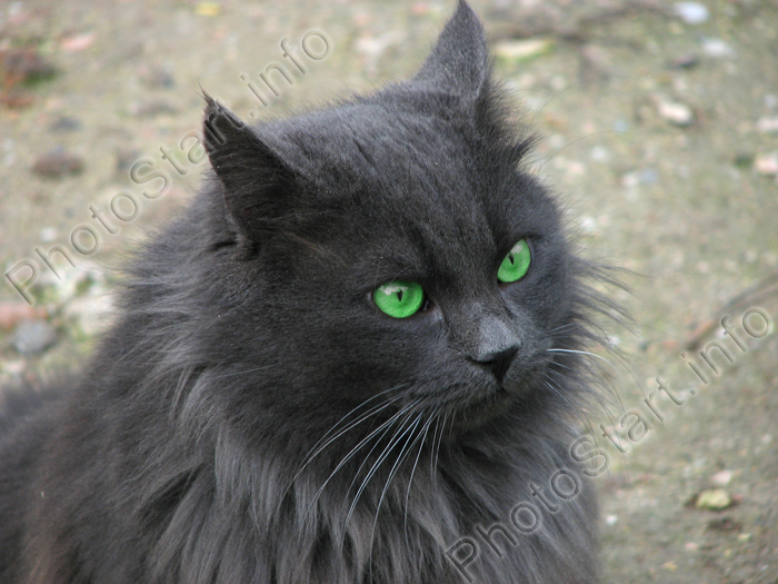 dark grey cat with green eyes