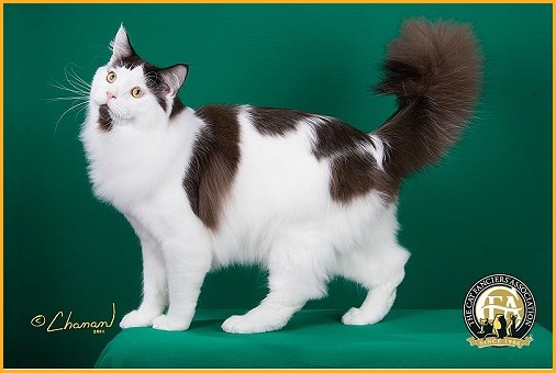 brown and white spotted cat
