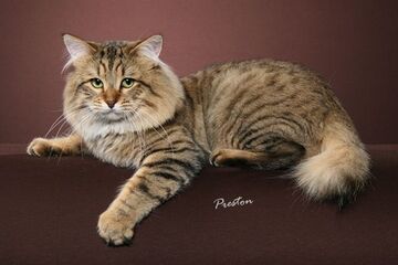 Kucing sale american bobtail