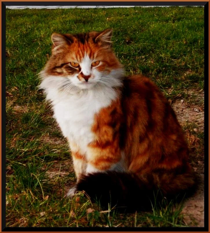 Имена для котов рыжих