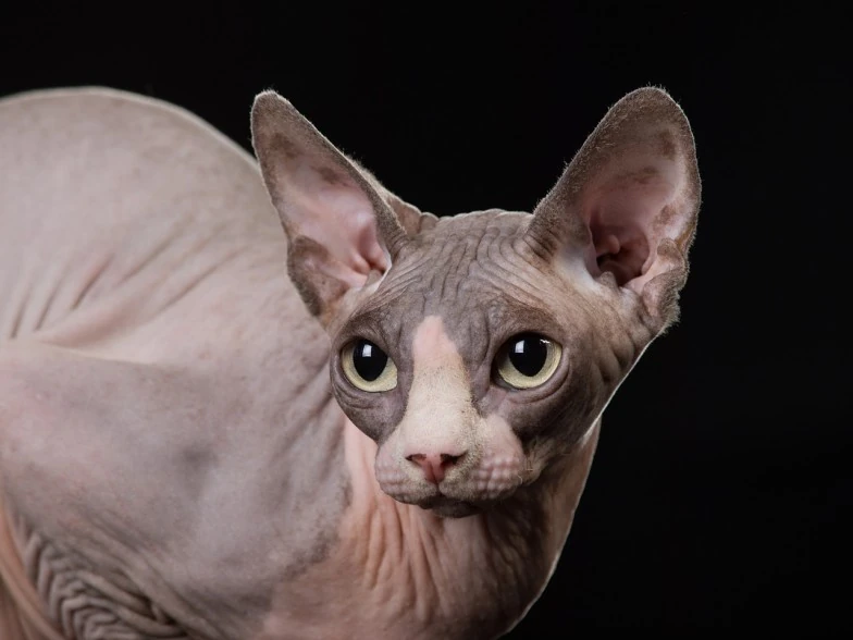 Parsley CalicosWarriorsRP Wiki Fandom