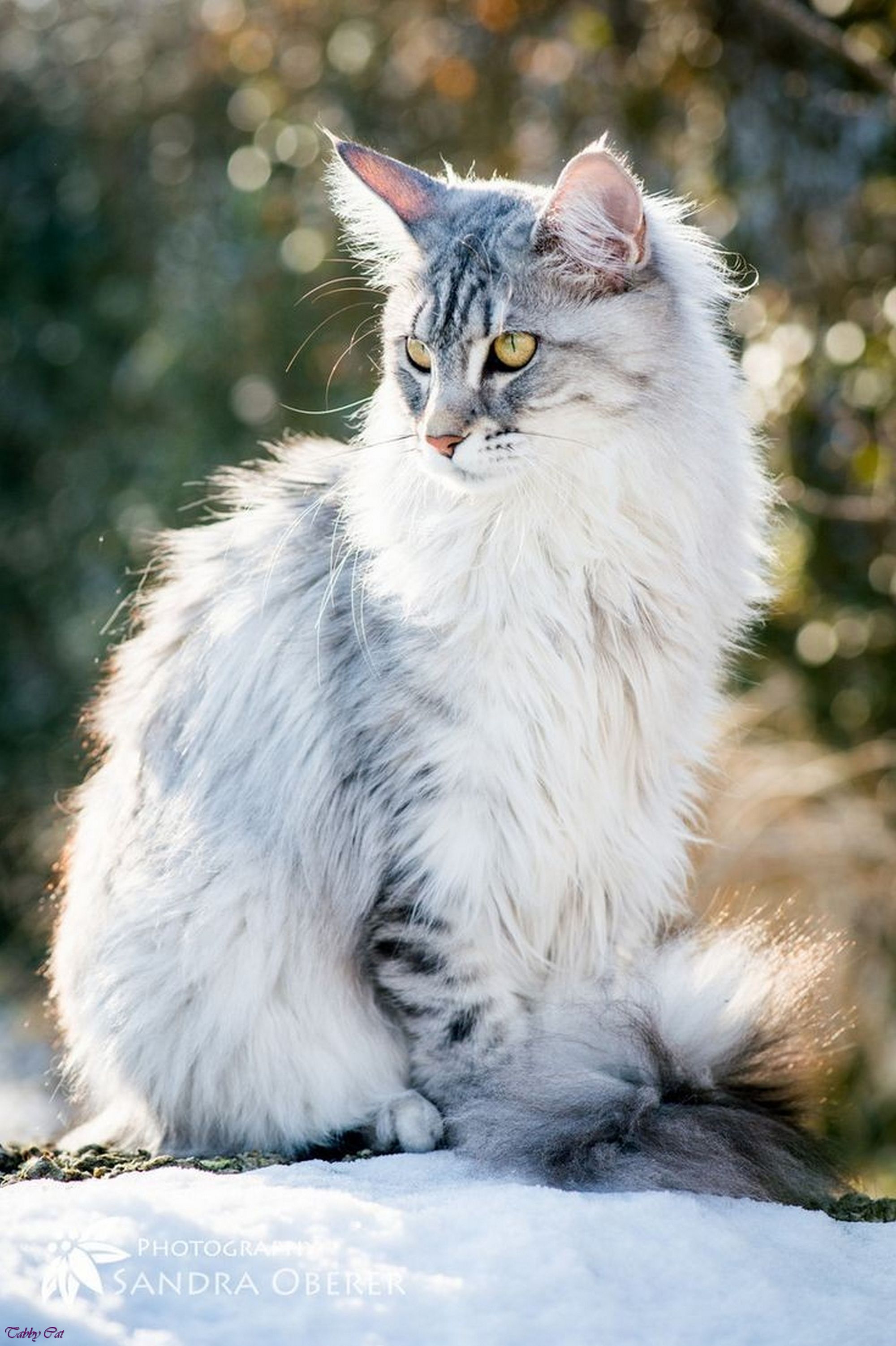 light grey tabby cat