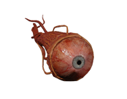 Kuhlkay's eyeball.